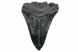 Partial Megalodon Tooth - South Carolina #268621-1